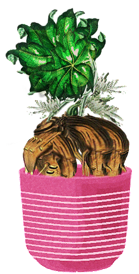 Mandrake