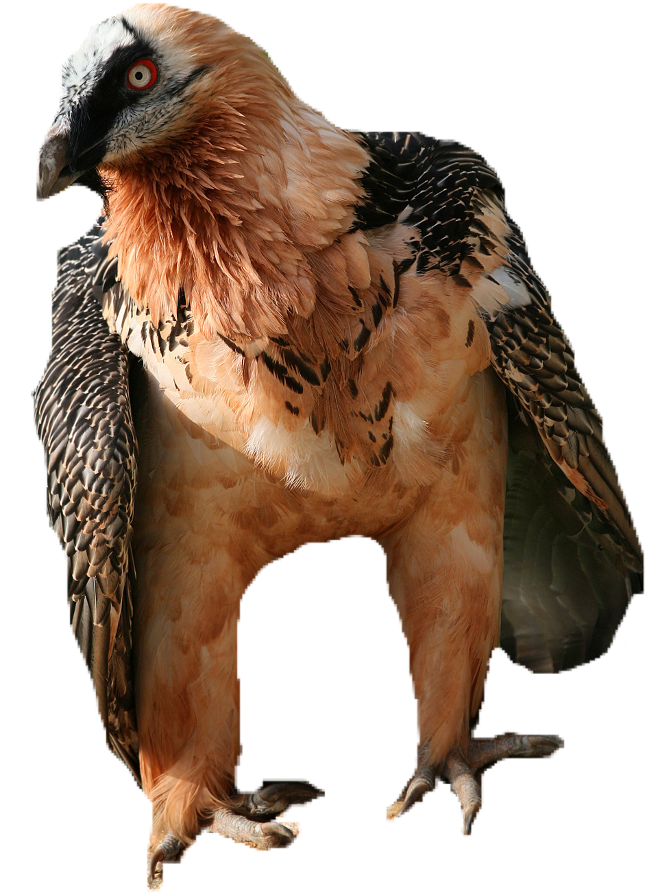 Bone Vulture