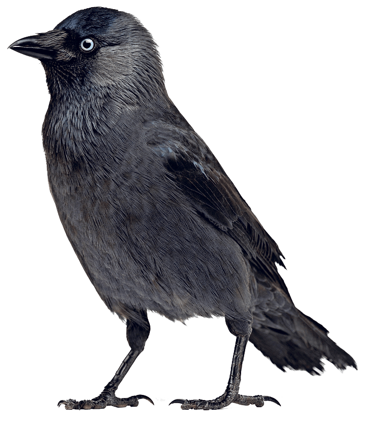 Jackdaw