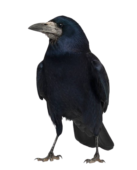 Rook