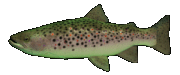 feesh